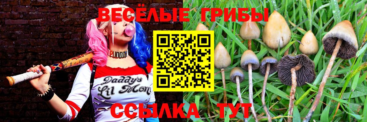 Галлюциногенные грибы Psilocybine cubensis Дедовск